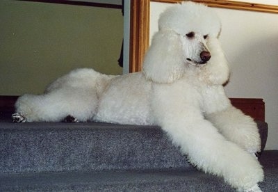 Giant poodle hot sale weight